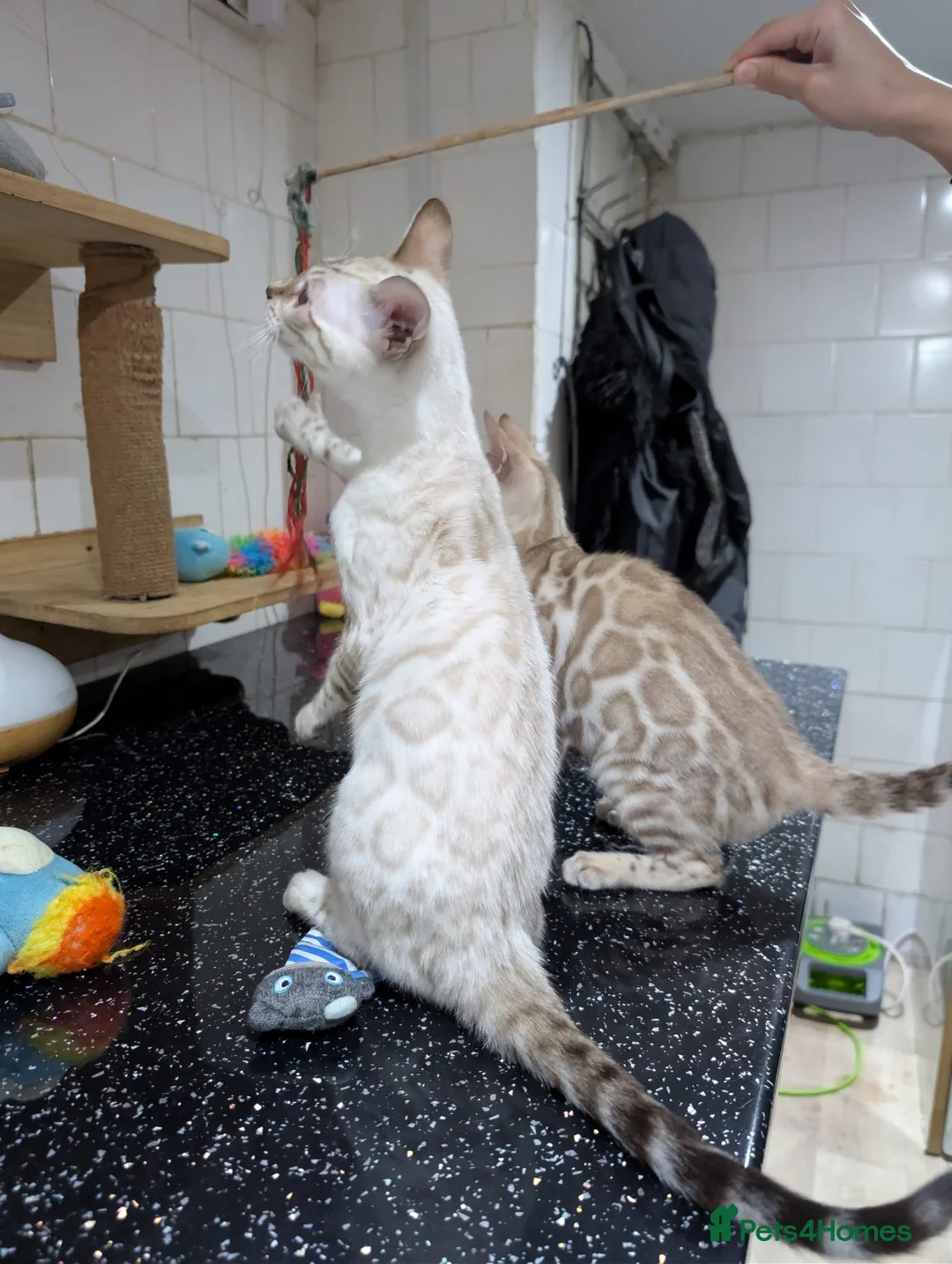 Bengal cats for sale: 🔥✨Pedigree TICA-Registered Bengals - Advert 14