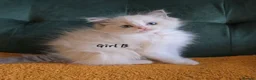 Ragdoll cats for sale: Show quality kittens ready 22nd - Advert 12