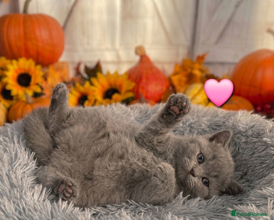 British Shorthair cats British Shorthair Kittens - Advert 2