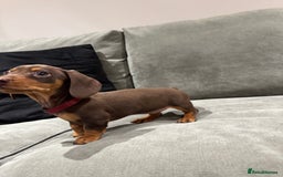 Miniature Dachshund dogs for sale: Chocolate & Tan Miniature Dachshund Puppies - Advert 14