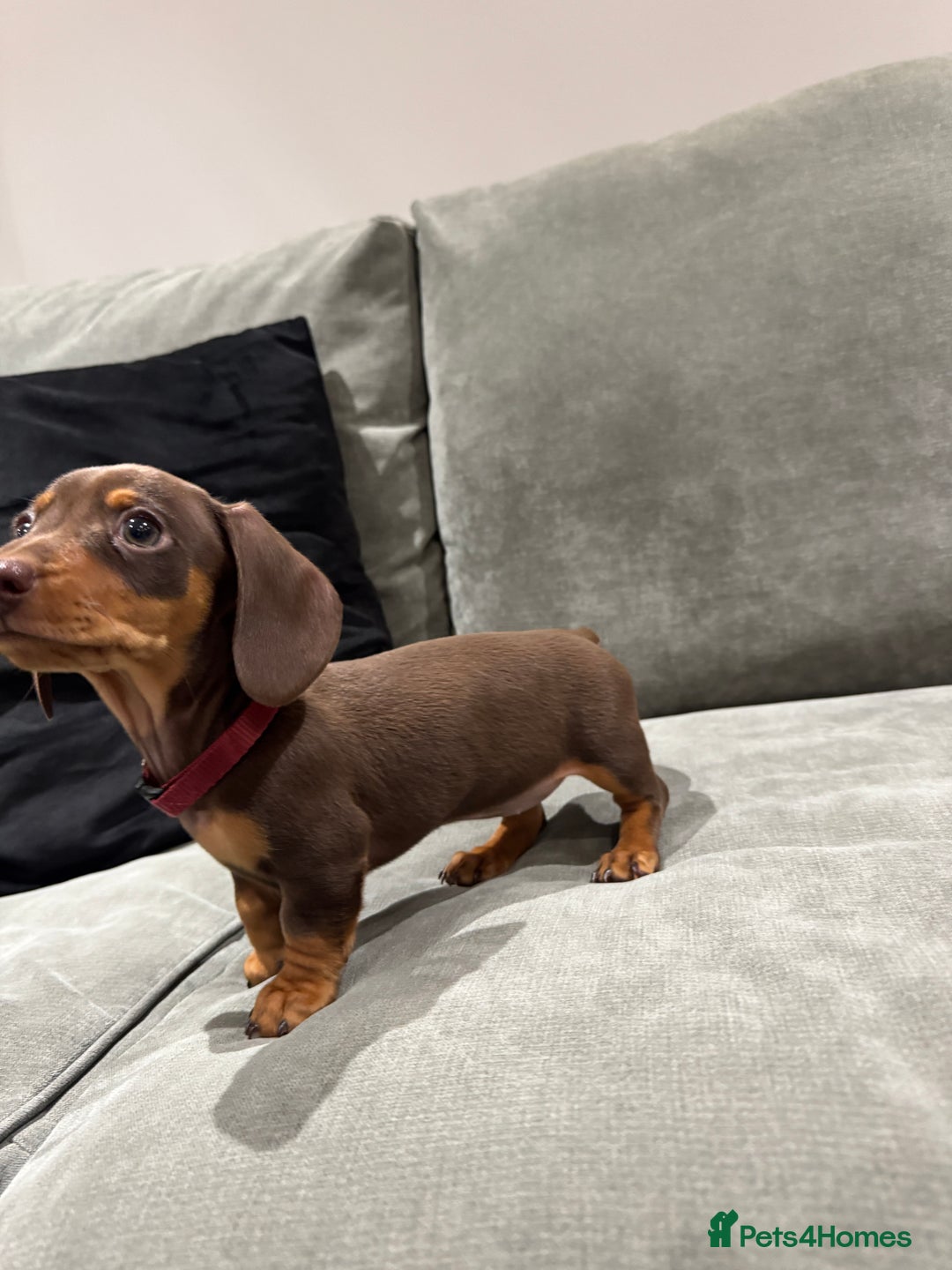Miniature Dachshund dogs for sale: Chocolate & Tan Miniature Dachshund Puppies - Advert 14