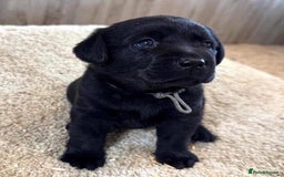 Labrador Retriever dogs for sale: !Stunning pure bred labrador pups - Image 1