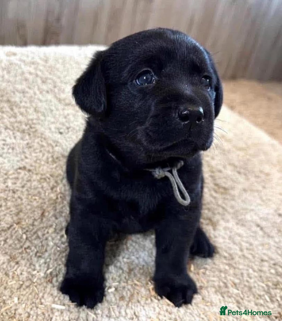 Labrador Retriever dogs for sale: !Stunning pure bred labrador pups - Image 1