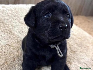 Labrador Retriever dogs - Advert 1