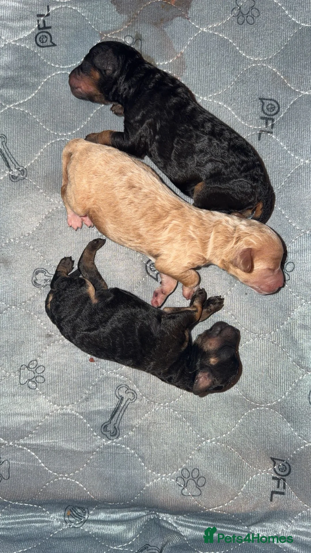 Jackapoo dogs for sale: Jackapoo Puppies in Morpeth - Advert 2