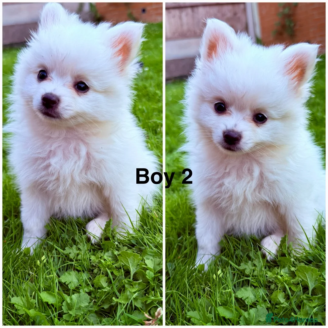 Pomeranian dogs for sale: Beautiful Pomeranian Puppies  - Advert 2