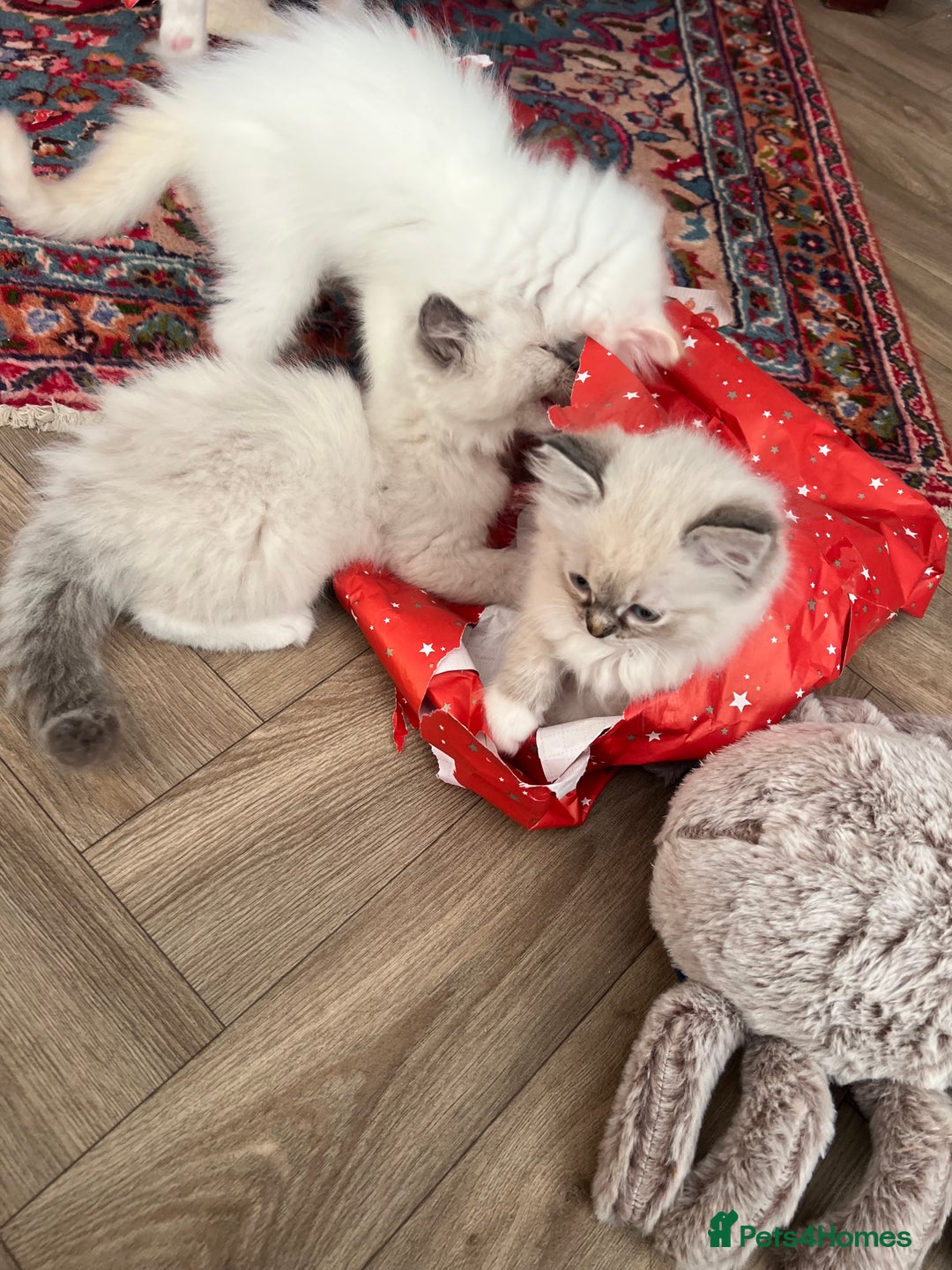 Ragdoll cats for sale: GCCF Ragdoll Kittens. Champion lines  - Advert 7