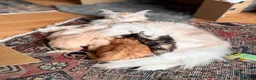 Maine Coon cats for sale: Maine coon kittens  in Newton Stewart - Advert 9