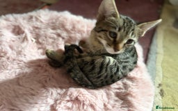 Savannah cats for sale: Savannah SBT adorable silver spotted boys and girl - Image 6