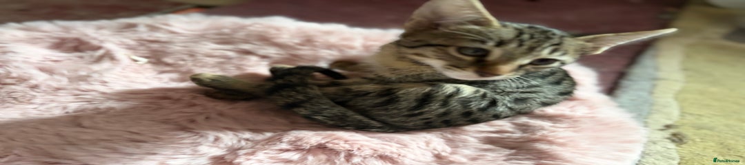 Savannah Kitten 2