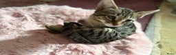Savannah cats for sale: Savannah SBT adorable silver spotted boys and girl - Advert 14