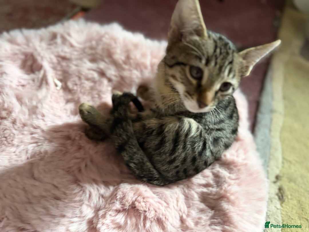 Savannah cats for sale: Savannah SBT adorable silver spotted boys and girl - Image 6