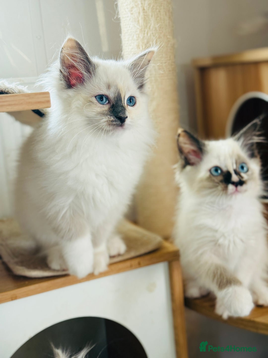 Ragdoll cats for sale: Gorgeous ragdoll kittens  - Image 9