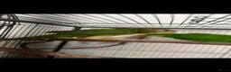 Parrots birds for sale: Superb parrot pair male and female  in Luton - Advert 14