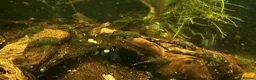 Shrimps fish for sale: Blue dream shrimp cherry and yellow  in Peterborough - Advert 5