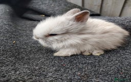 Lionhead rabbits for sale: Mini lops and lion head bunnies  - Image 1