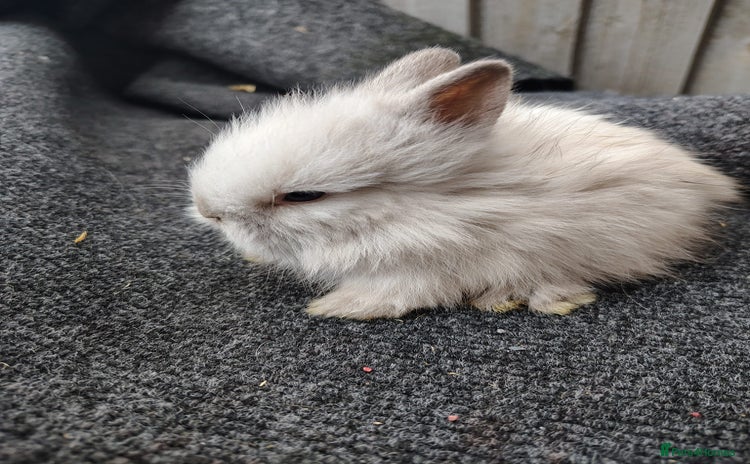 Lionhead rabbits - Advert 2