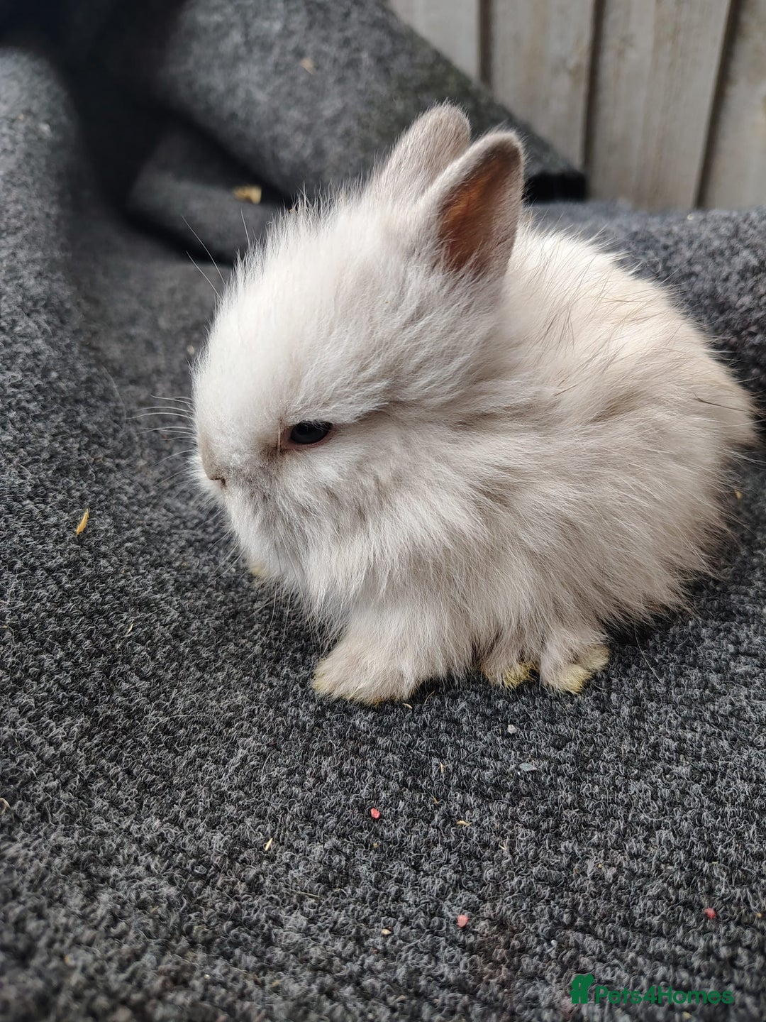 Lionhead rabbits for sale: Mini lops and lion head bunnies  - Image 1