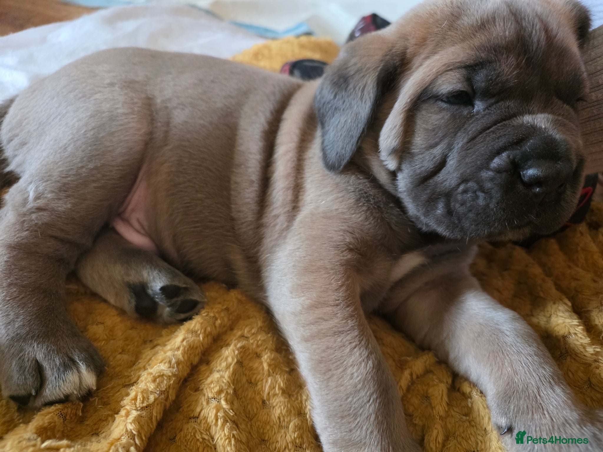 Cane Corso dogs Pure bred Cane Corsos championship pedigree - Advert 11