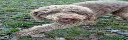 Labradoodle dogs for sale: Multi generation chocolate labradoodle puppies  - Advert 4