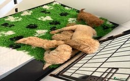 Toy Poodle dogs for sale: 🤩 4 stunning toy poodles 🤩 - Image 14