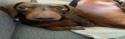 Miniature Dachshund dogs for stud: Kc, pra clear Miniature smooth dachshund. in King's Lynn - Advert 9