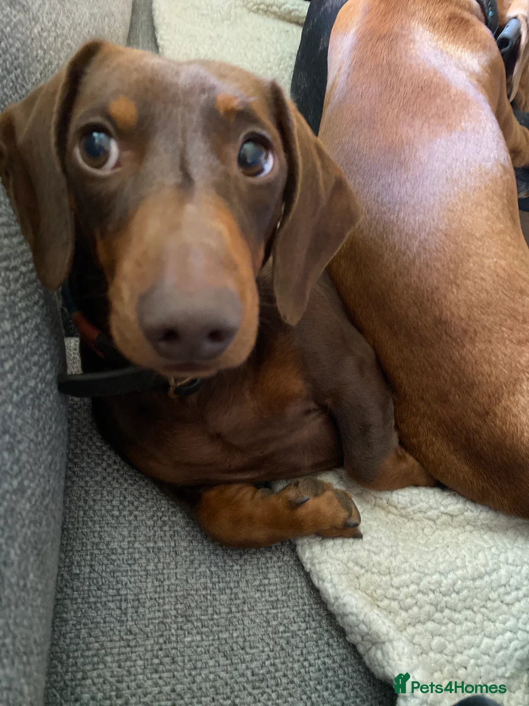 Miniature Dachshund dogs for stud: Kc, pra clear Miniature smooth dachshund. in King's Lynn - Advert 9