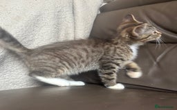 Mixed Breed cats for sale: Maincoon x Scottish fold  - Image 23