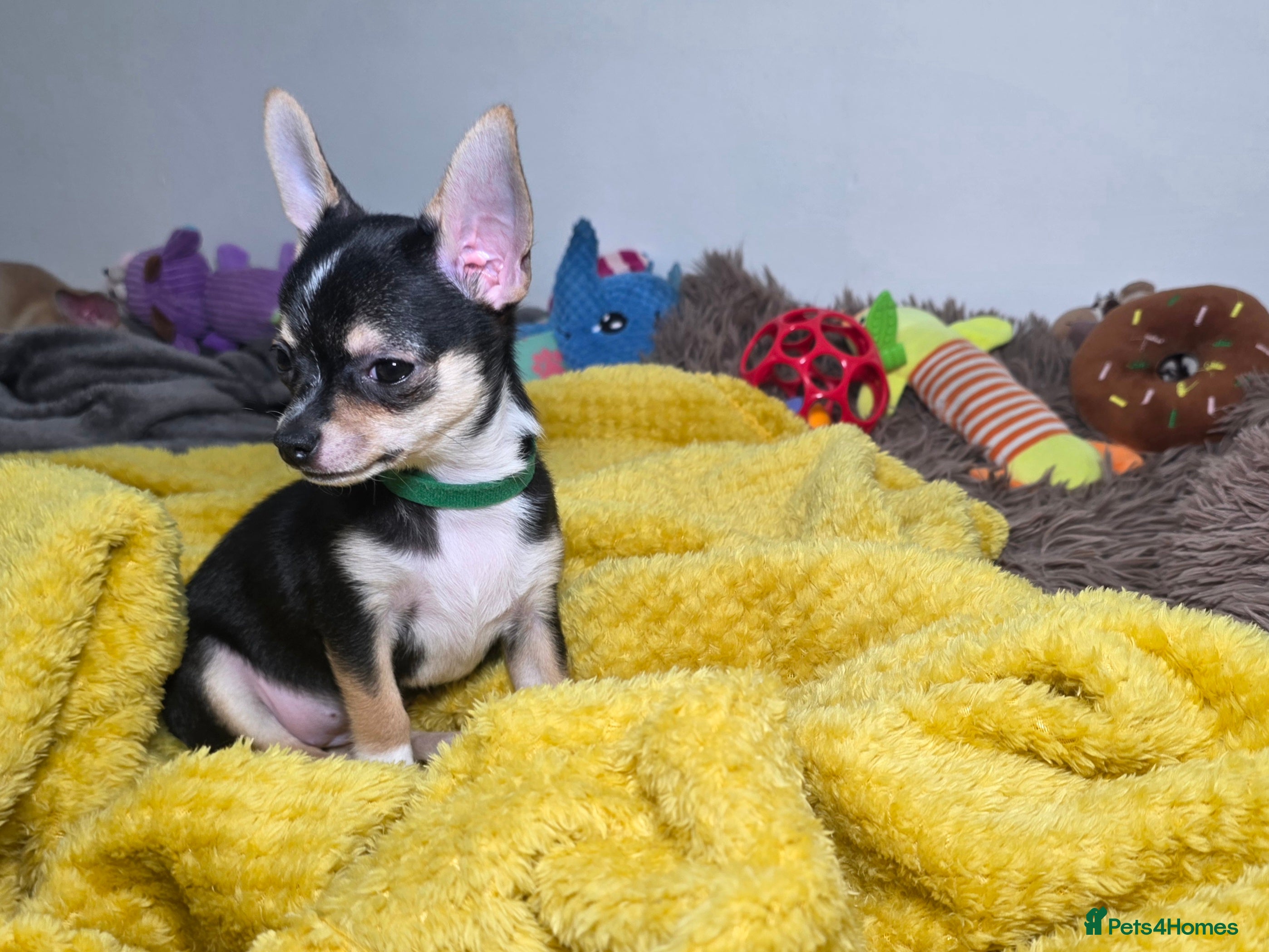 Chihuahua dogs Chihuahua Puppies READY TO GO  - Advert 1