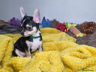 Chihuahua dogs Chihuahua Puppies READY TO GO - Advert 18