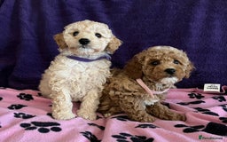 Cavapoochon dogs for sale: Cavapoonchon puppies  - Image 10