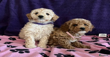 Cavapoochon dogs - Advert 5