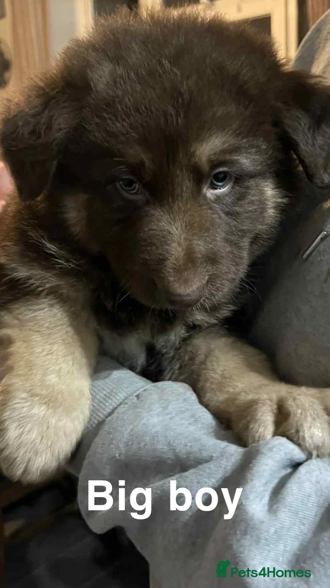 German Shepherd dogs for sale: Beautiful liver and tan German Sheperd - Advert 9