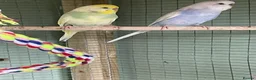 Budgerigars birds for sale: 2 lovely budgies looking for a home together  in Royston - Advert 3