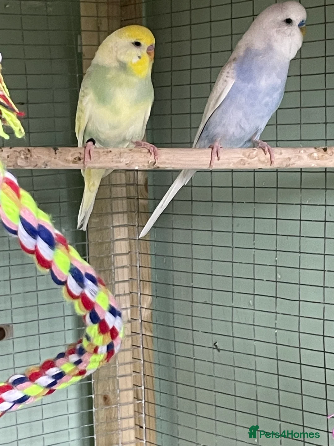 Budgerigars birds for sale: 2 lovely budgies looking for a home together  in Royston - Advert 3