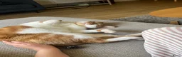 Domestic Shorthair cats for sale:     Friendly 2-Year-Old Male Cat for Adoption - Advert 7