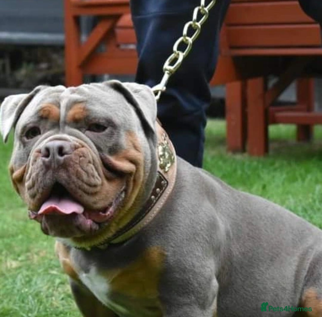 Olde English Bulldogge dogs for stud: NEBBR REGISTERED OLDE ENGLISH BULLDOGGE STUD in Worcester - Image 4