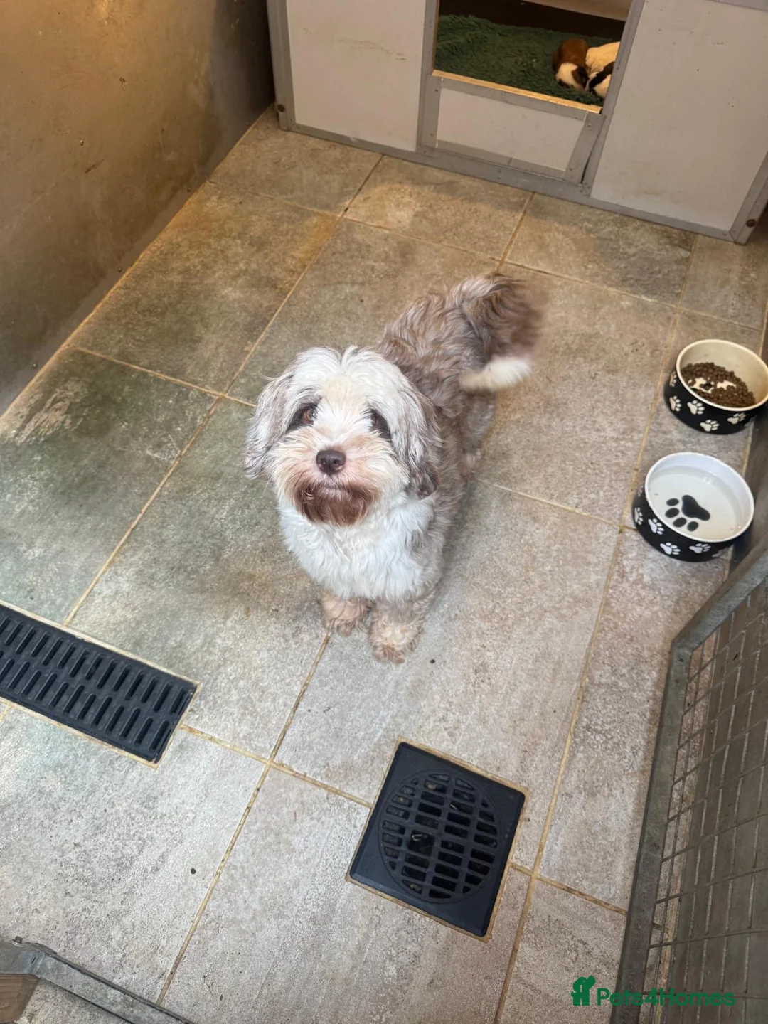 Tibetan Terrier dogs for sale: Beautiful Tibetan Terrrier puppies - Advert 2