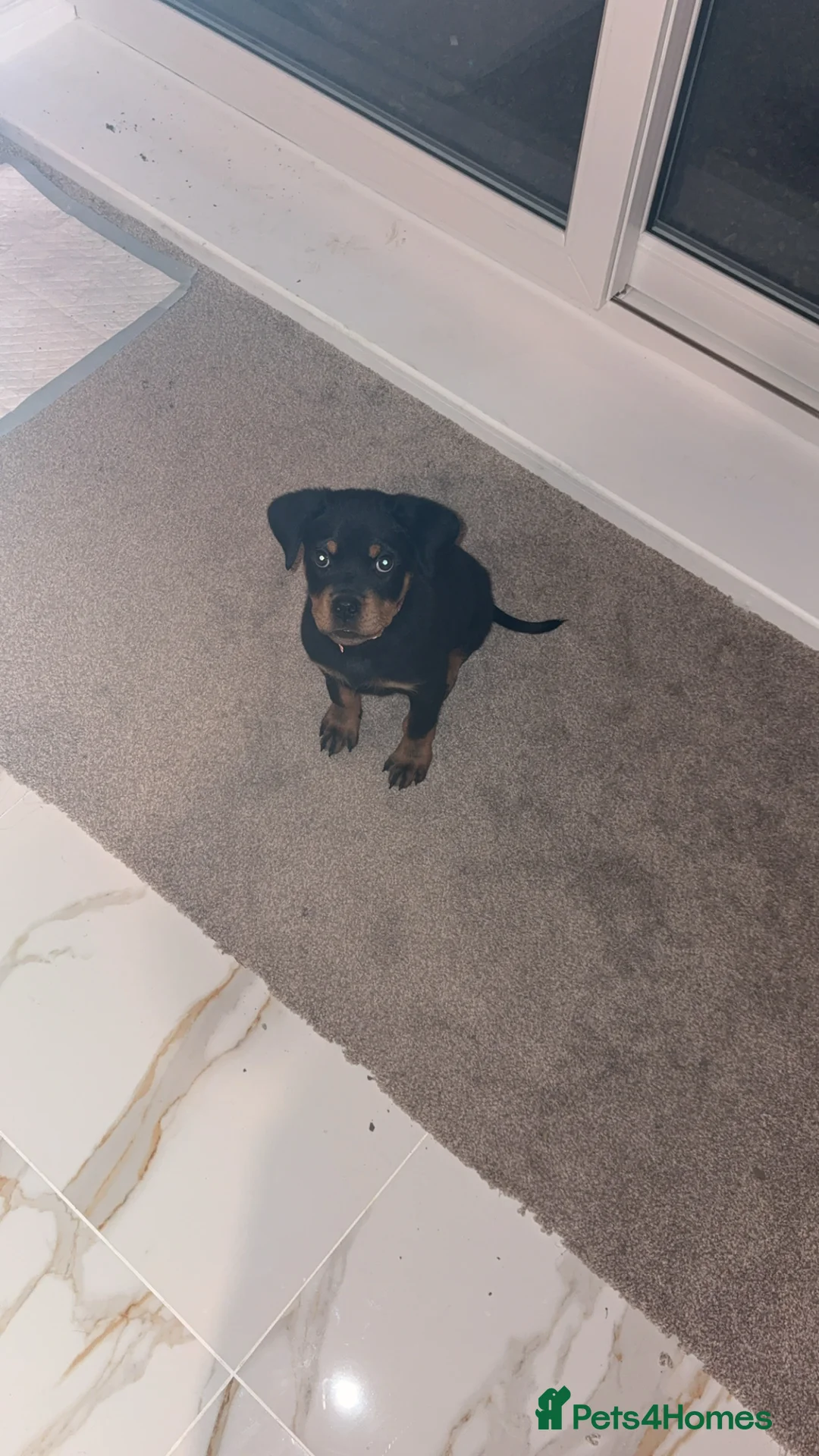 Rottweiler dogs for sale: Rottweiler puppy  in Pontefract - Advert 1