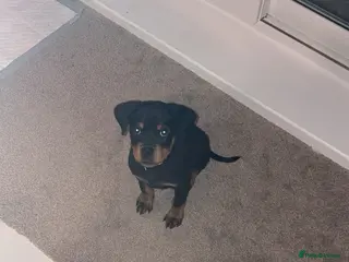 Rottweiler dogs Rottweiler puppy in Pontefract - Advert 5