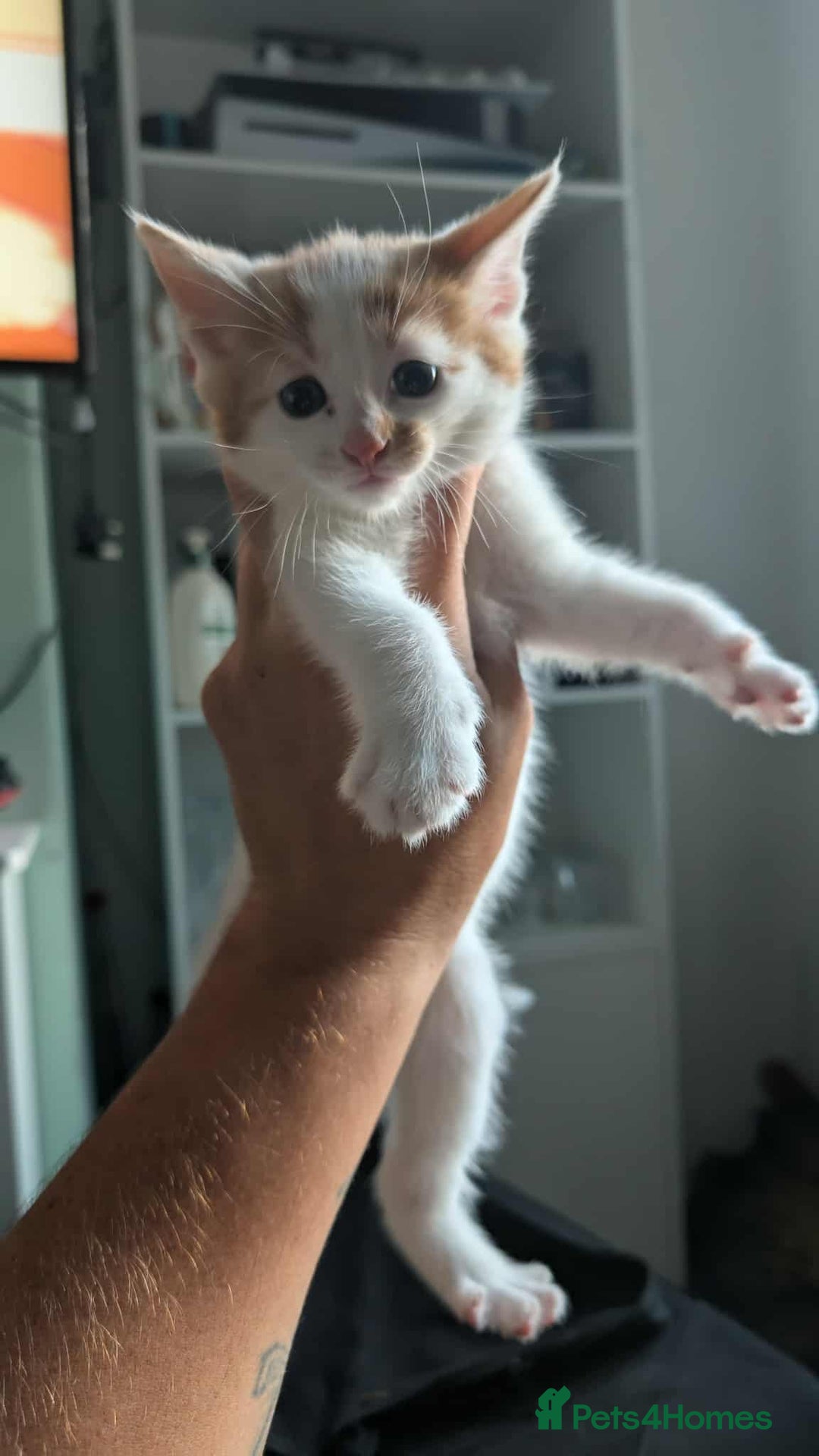 Mixed Breed cats for sale: 2 female kittens  - Image 10
