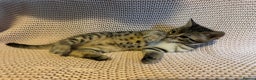 Bengal cats for sale: Bengal x Maine Coon Cross - Advert 13