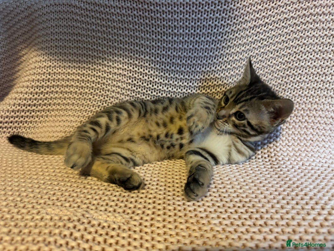 Bengal cats for sale: Bengal x Maine Coon Cross - Advert 13