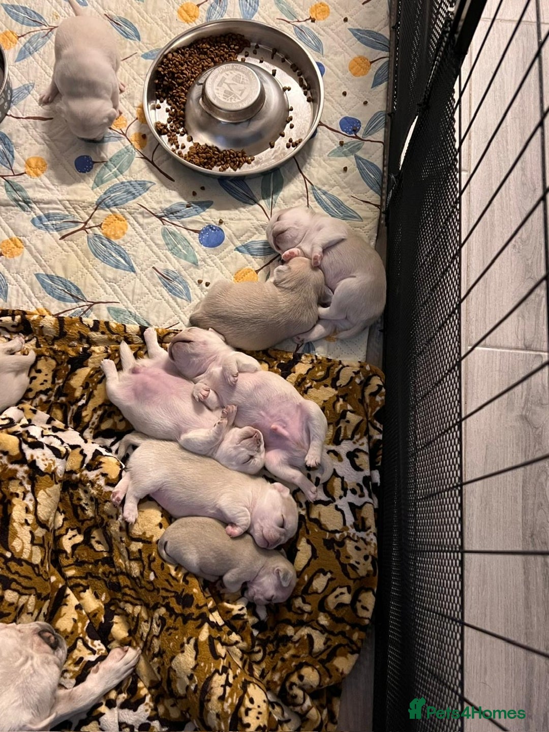 Pug dogs for sale: beautiful rare colour pug puppies - Advert 12