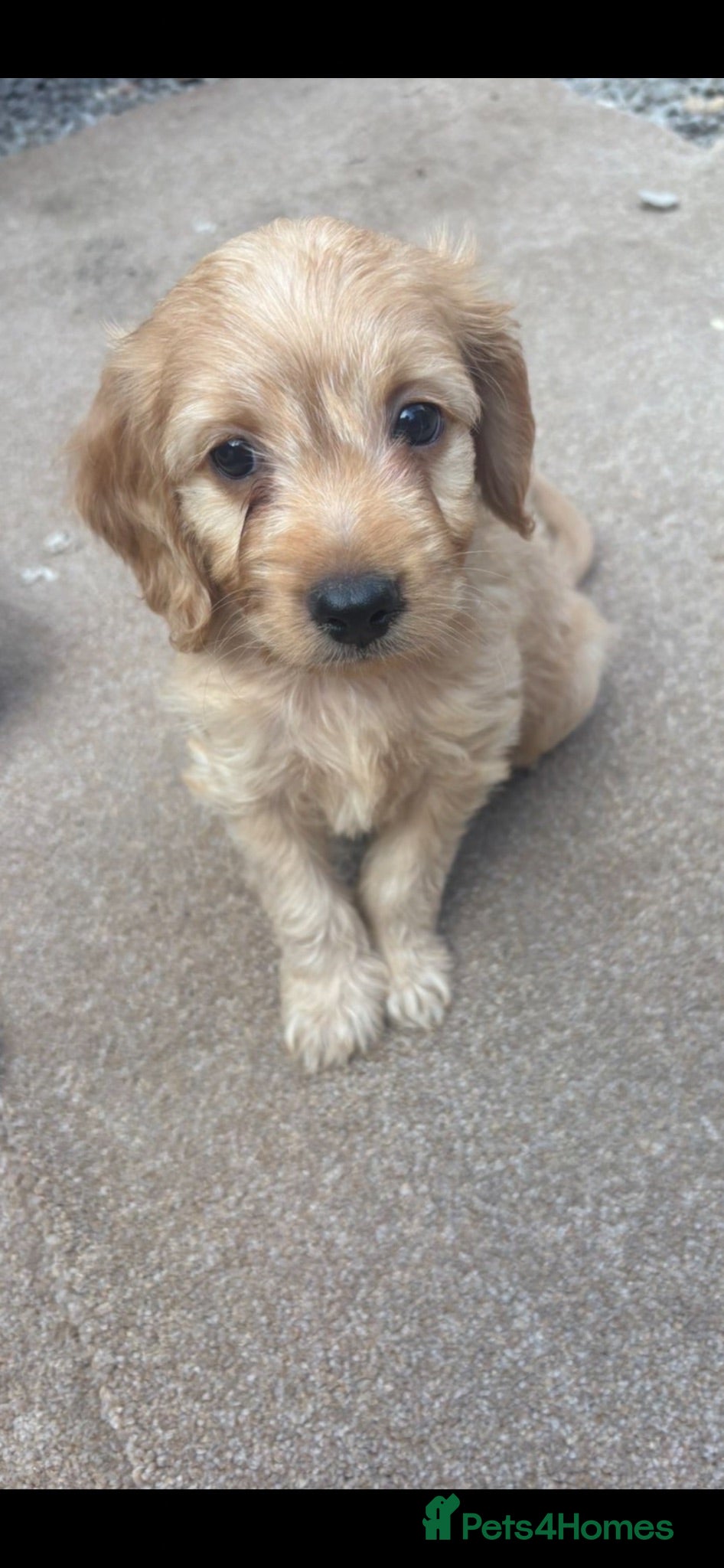 Cocker Spaniel dogs Cocker puppies  - Advert 1