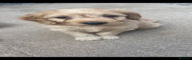 Cocker Spaniel 1