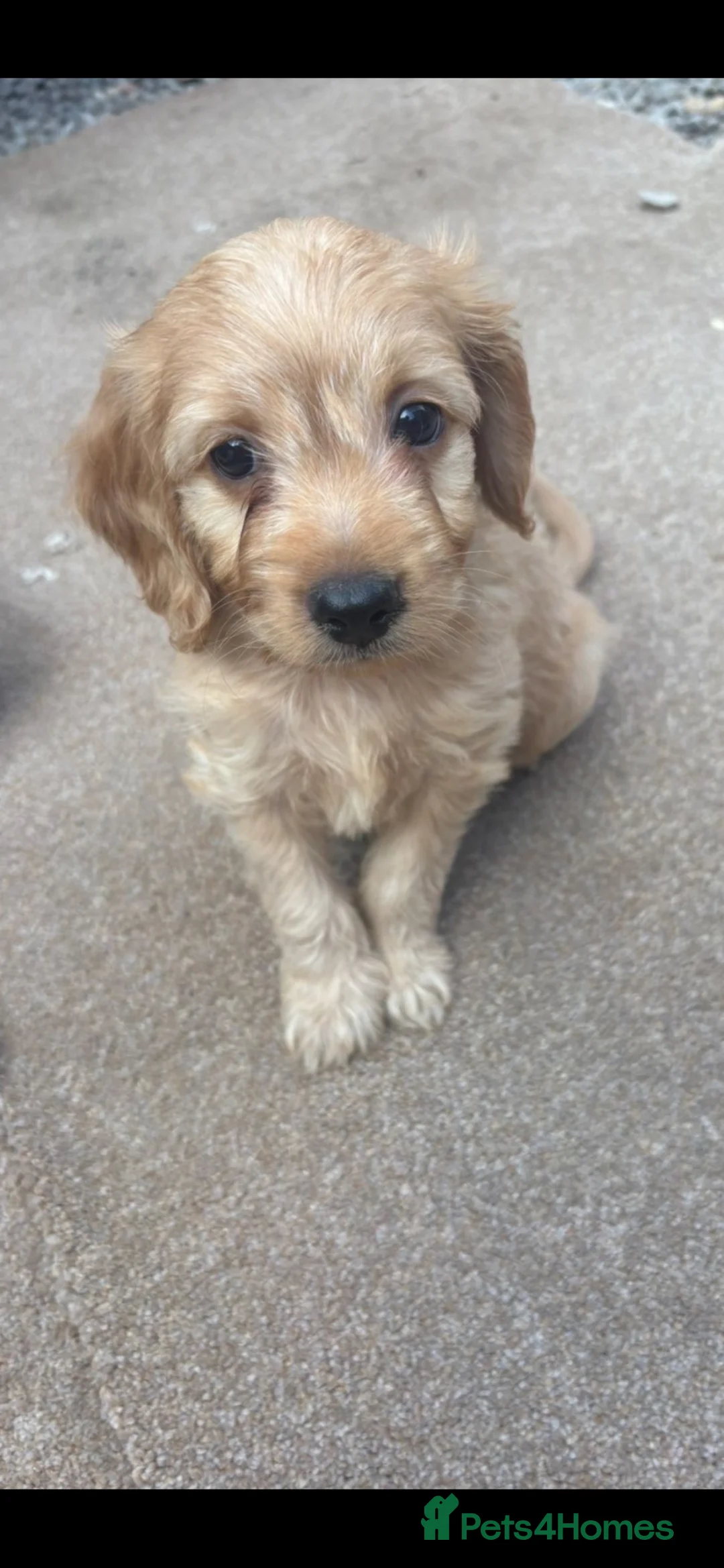 Cocker Spaniel dogs for sale: Cocker puppies  in Frome - Advert 1