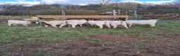Goats livestock for sale: For Sale Boer Goats in Mansfield - Advert 5