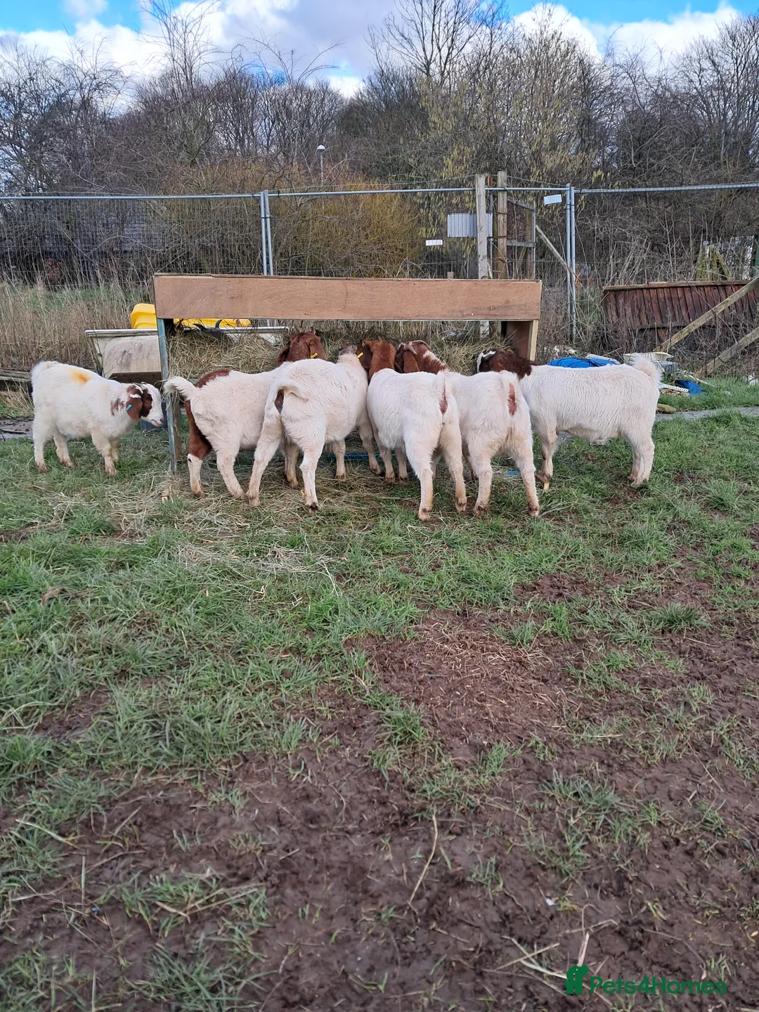 Goats livestock for sale: For Sale Boer Goats in Mansfield - Advert 5