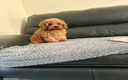 Cavapoo dogs for sale: Cavapoo puppies for sale  - Image 7